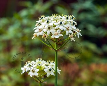Ornithogalum saundersiae