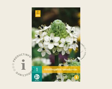 Ornithogalum saundersiae
