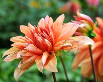 Dahlia 'Autumn Fairy'