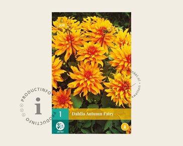 Dahlia 'Autumn Fairy'