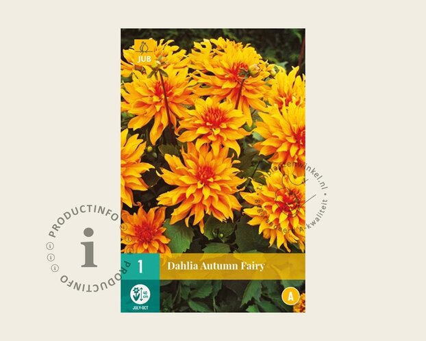 Dahlia 'Autumn Fairy'