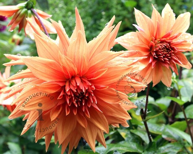 Dahlia 'Autumn Fairy'