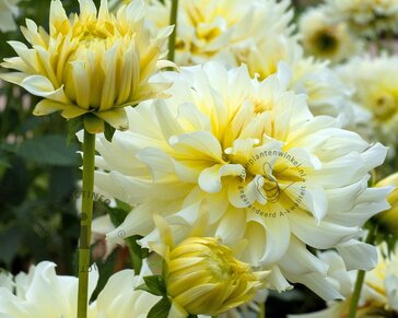Dahlia 'Grand Prix'