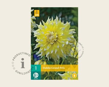 Dahlia 'Grand Prix'