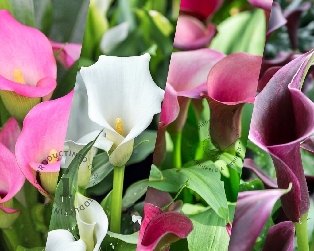 Zantedeschia Pastel Mix