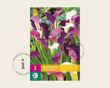 Zantedeschia Pastel Mix
