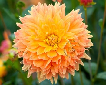 Dahlia 'Deep Impact'