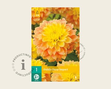 Dahlia 'Deep Impact'