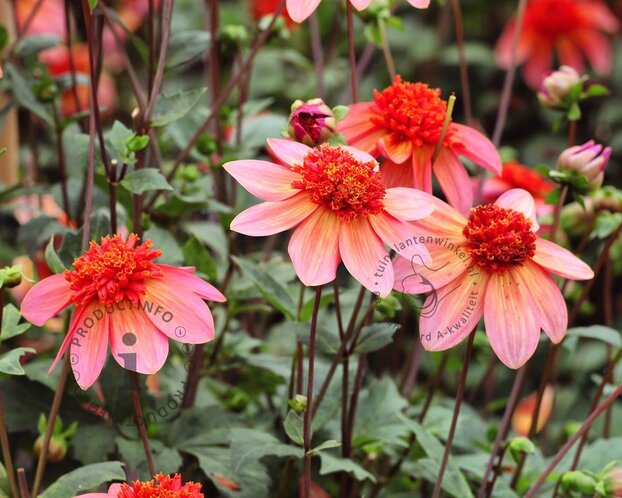 Dahlia 'Totally Tangerine'