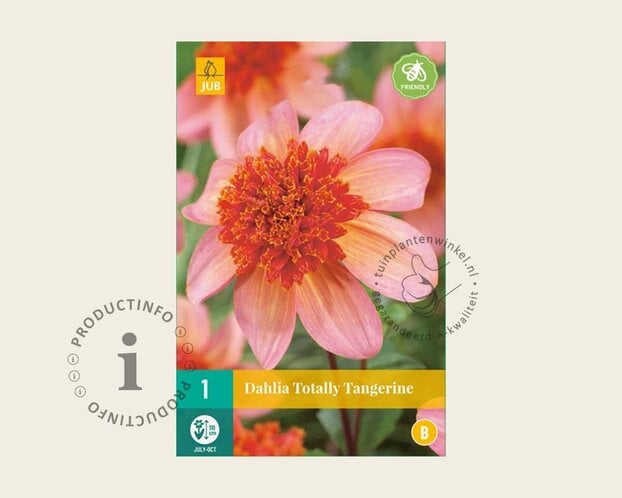 Dahlia 'Totally Tangerine'
