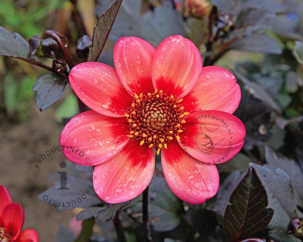 Dahlia 'Dahlegria Tricolore'