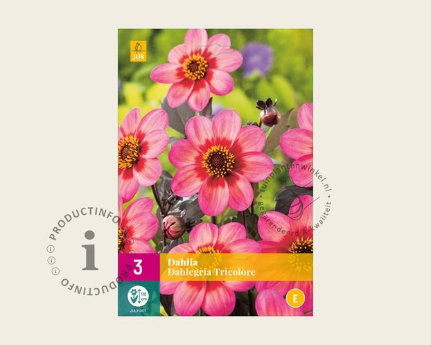 Dahlia 'Dahlegria Tricolore'