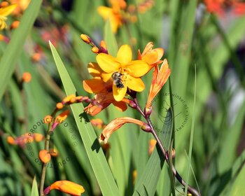 Crocosmia crocosmiiflora 'George Davidson' - knol