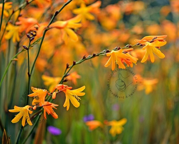 Crocosmia crocosmiiflora 'George Davidson' - knol