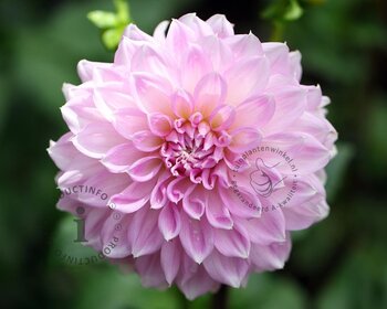 Dahlia 'Sweet Love'