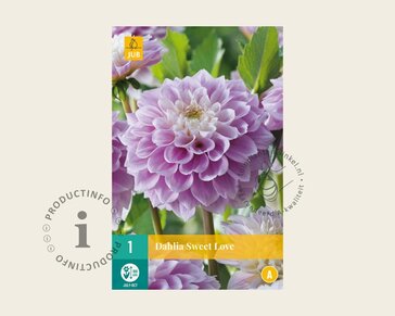 Dahlia 'Sweet Love'