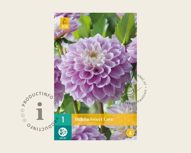 Dahlia 'Sweet Love'