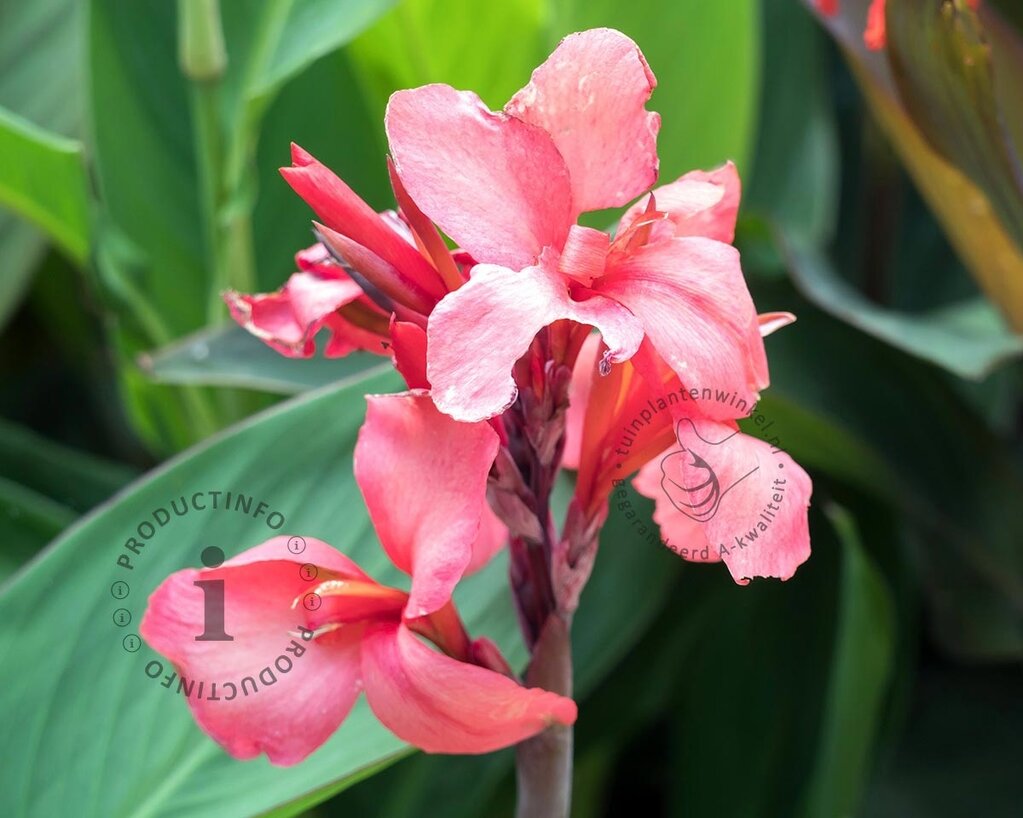 Canna 'City of Portland' - knol