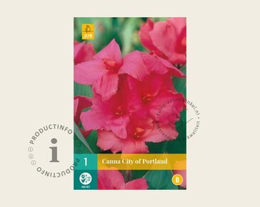 Canna 'City of Portland' - knol