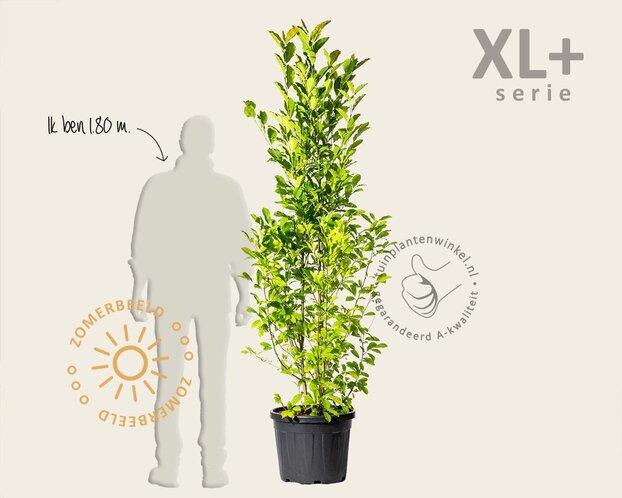 Magnolia loebneri 'Merrill - XL+