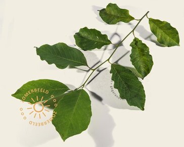 Magnolia loebneri 'Merrill - XL+