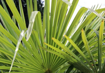Winterharde palm? Kies de Chinese waaierpalm