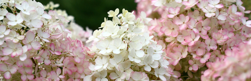 Pluimhortensia snoeien: Tips voor de meeste bloemen 