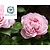 Rosa 'The Generous Gardener'