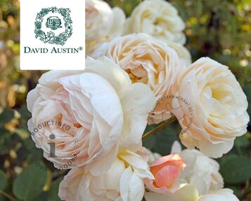 Rosa 'Wollerton Old Hall' image