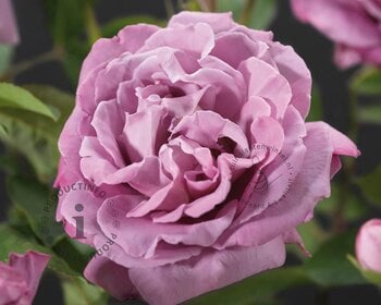 Rosa 'Waltz Time'