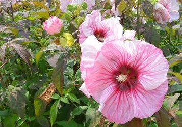 Hibiscus snoeien voor een gezonde struik met de meeste bloemen