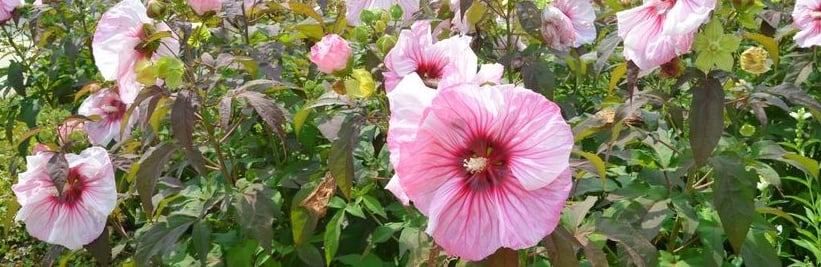 Hibiscus snoeien voor een gezonde struik met de meeste bloemen