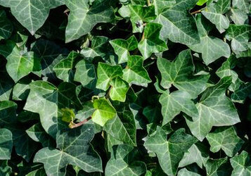 Klimop snoeien:  wanneer en hoe doe je dat?