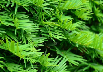 Taxushaag: wintergroen en onderhoudsarm 