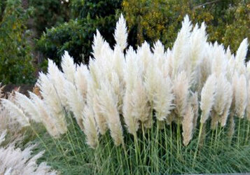 Pampasgras snoeien voor de mooiste pluimen