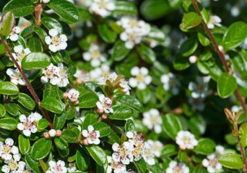 Het ideale groene alternatief voor gras in de tuin