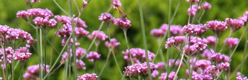 Verbena snoeien voor groei en bloei