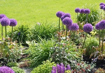 Paarse bloem op lange stengel: Verbena of Allium