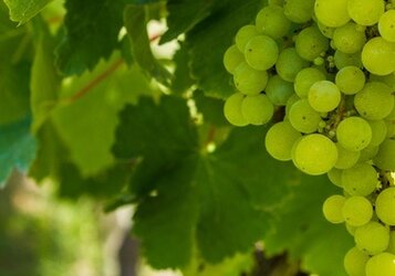 Druif snoeien: Tips voor een gezonde groei