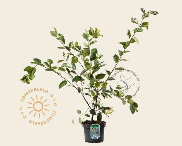 Amelanchier lamarckii