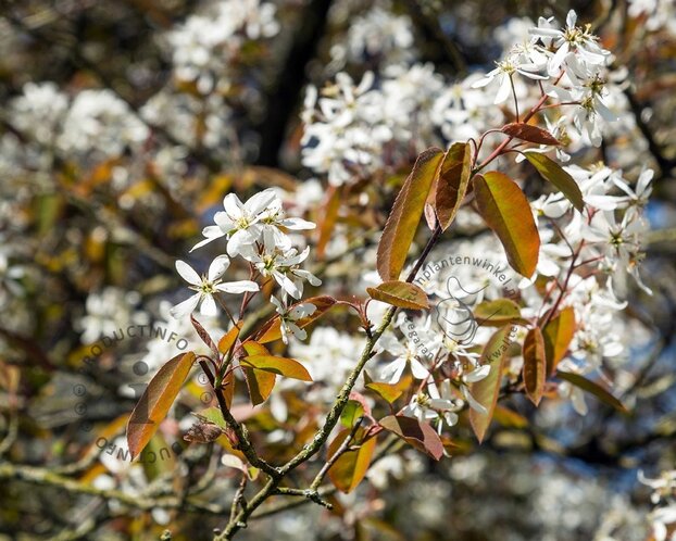 Amelanchier lamarckii