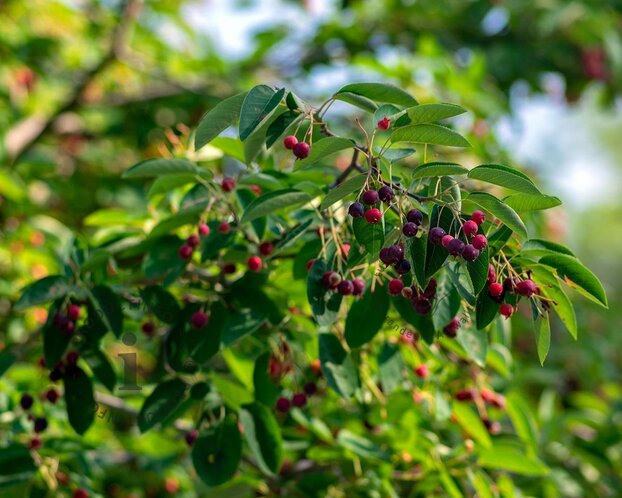 Amelanchier lamarckii