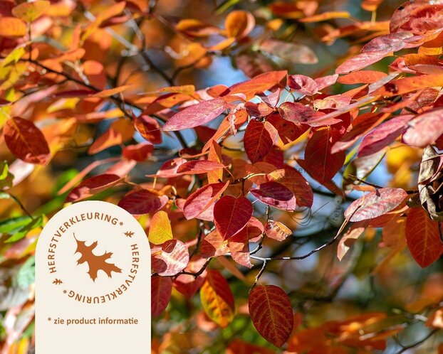 Amelanchier lamarckii