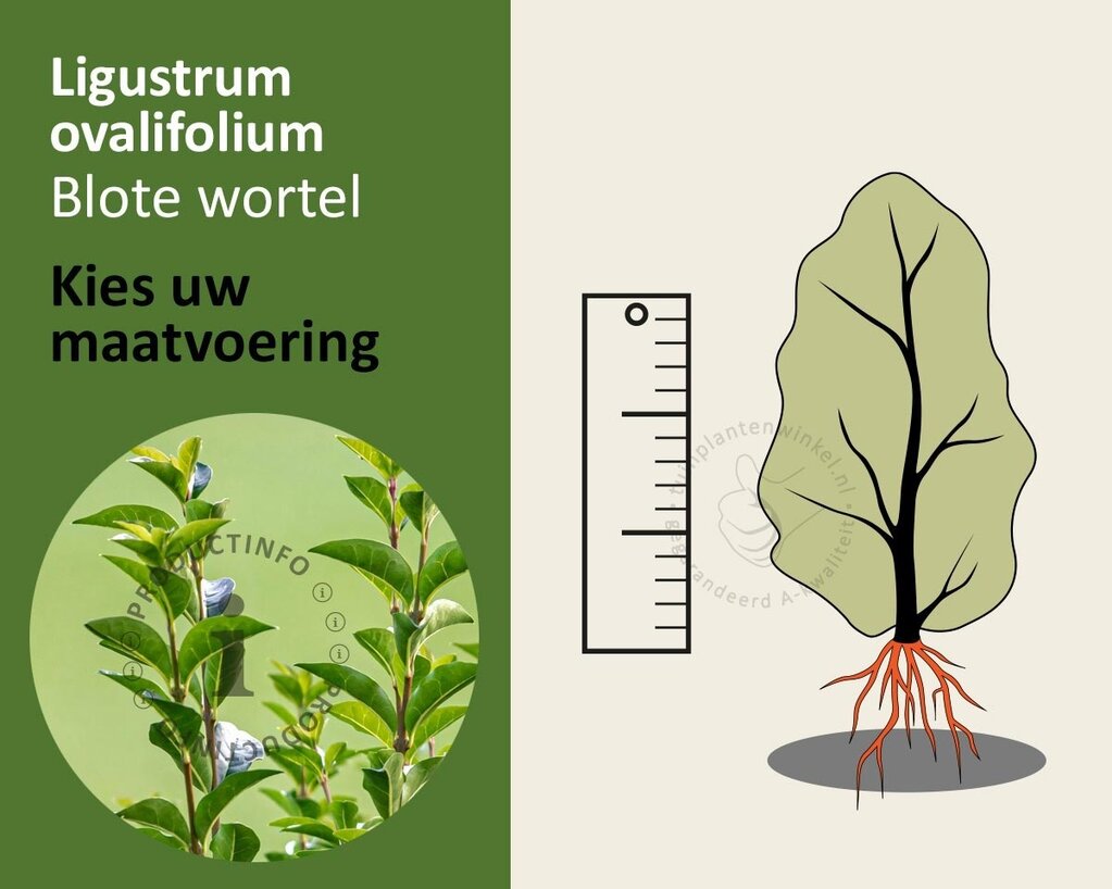 Ligustrum ovalifolium - blote wortel