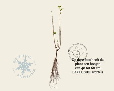 Ligustrum ovalifolium - blote wortel