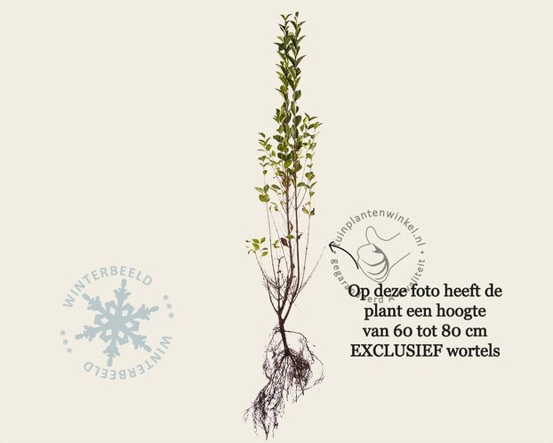Ligustrum ovalifolium - blote wortel