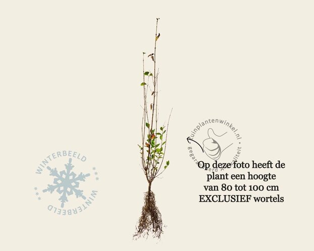 Ligustrum ovalifolium - blote wortel