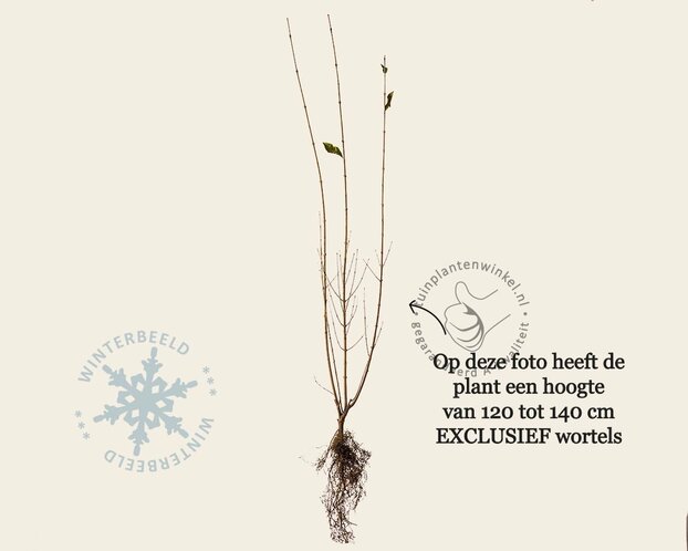 Ligustrum ovalifolium - blote wortel