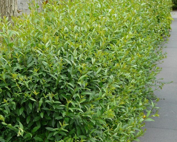 Ligustrum ovalifolium - blote wortel