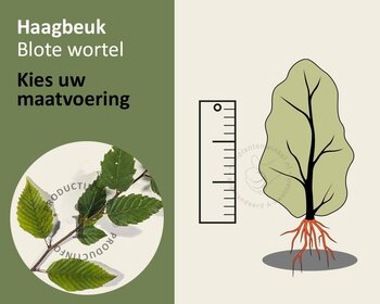 Carpinus betulus - blote wortel